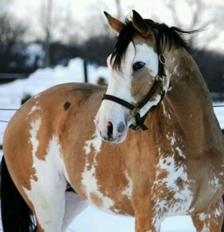 Simba Twist - Buckskin Pinto Thoroughbred Stallion